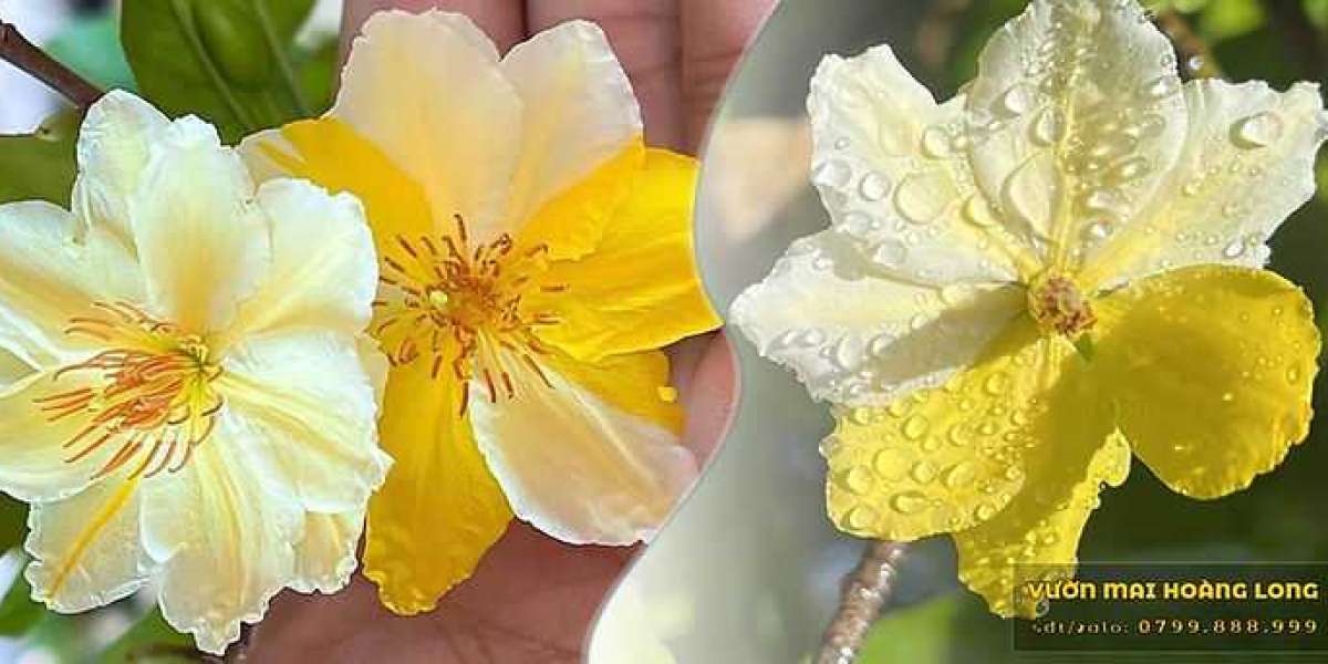 Cây Mai Khổng Lồ 70 Năm