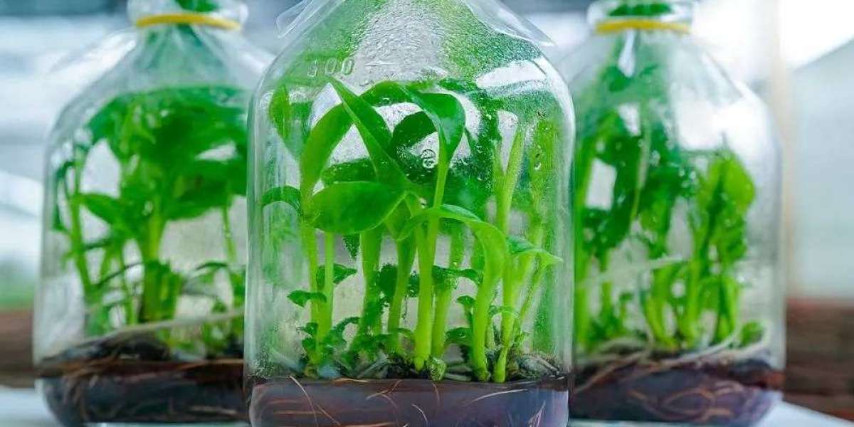 Quy Trình 6 Bước Bảo Dưỡng Cây Xanh Cảnh Quan