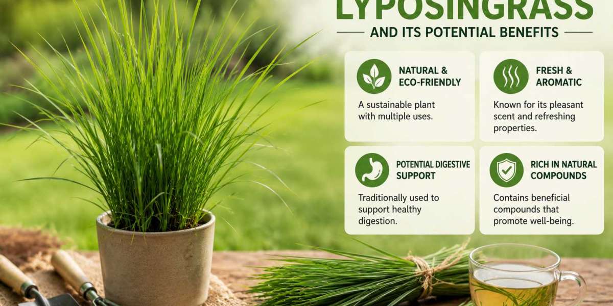 A Practical Look at Lyposingrass and Its Potential Benefits