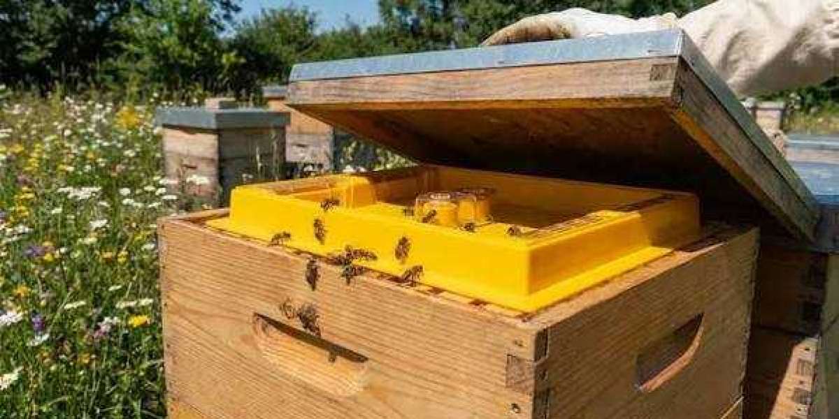 Low-Cost Beekeeping: Discover the Cheapest Way to Feed Bees